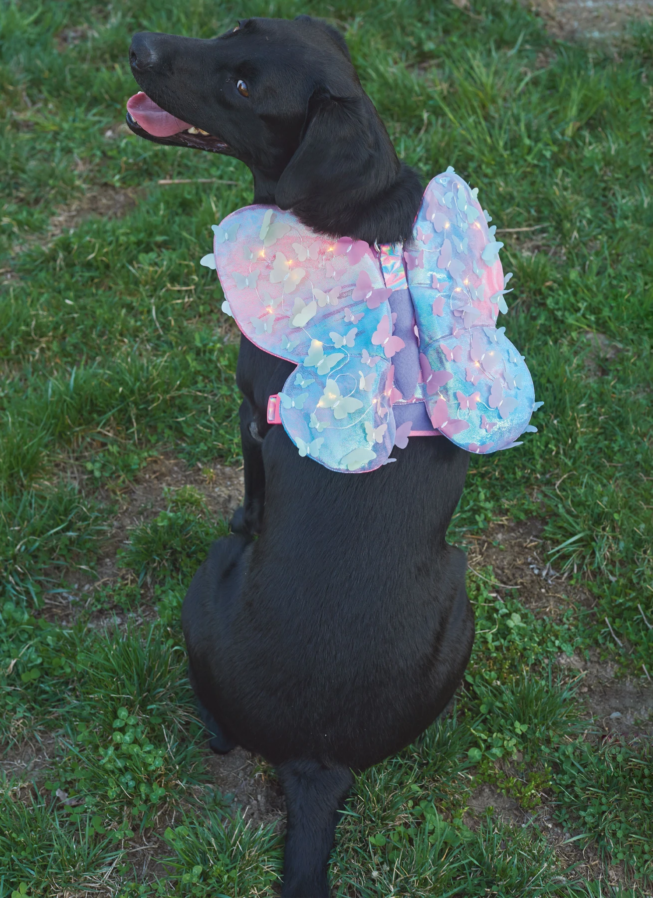 Simplicity Sewing Pattern Dog Harness with Wings by Carla Reiss Design 6 Simplicity Sewing Pattern Dog Harness with Wings by Carla Reiss Design