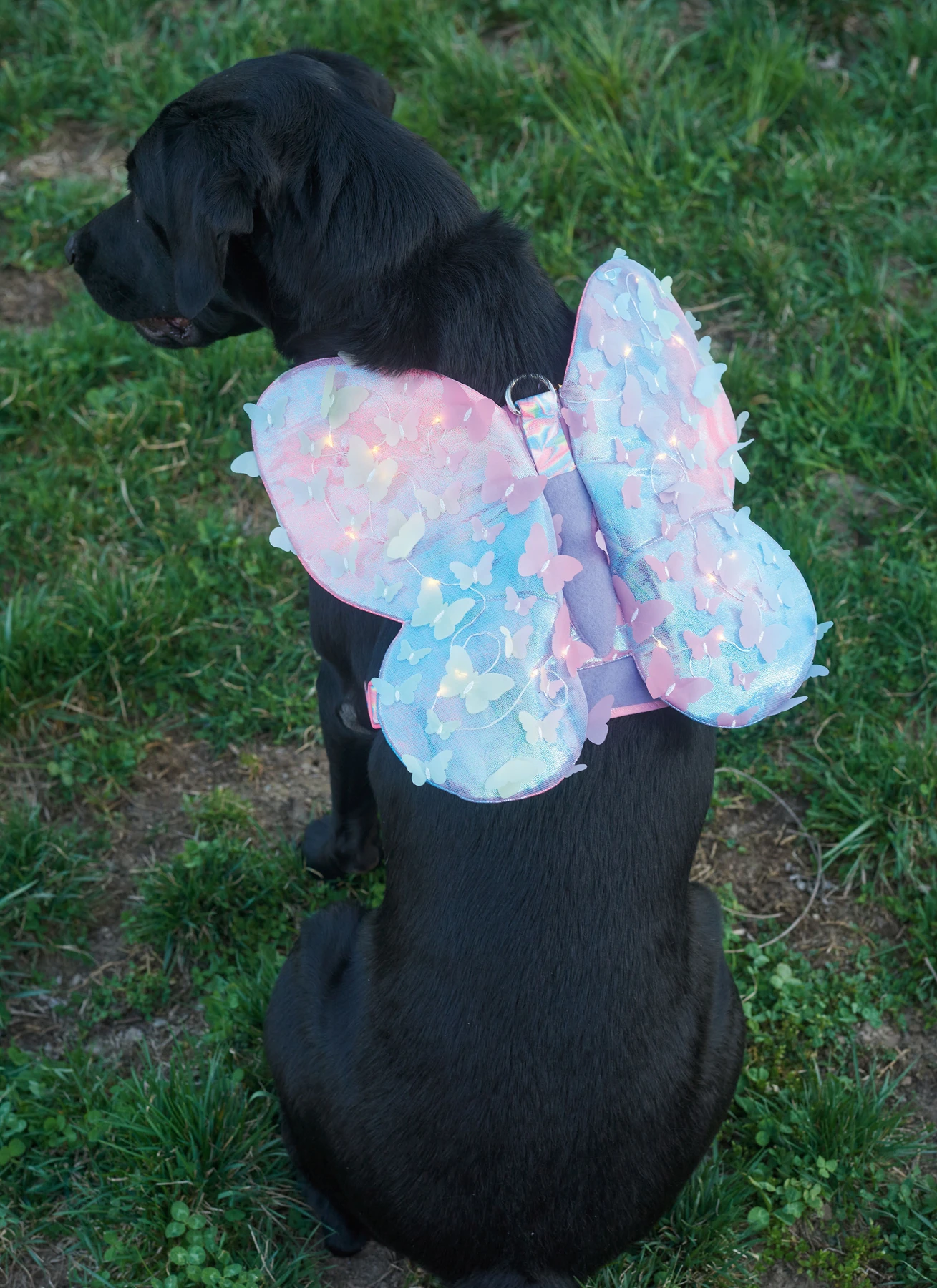 Simplicity Sewing Pattern Dog Harness with Wings by Carla Reiss Design 7 Simplicity Sewing Pattern Dog Harness with Wings by Carla Reiss Design