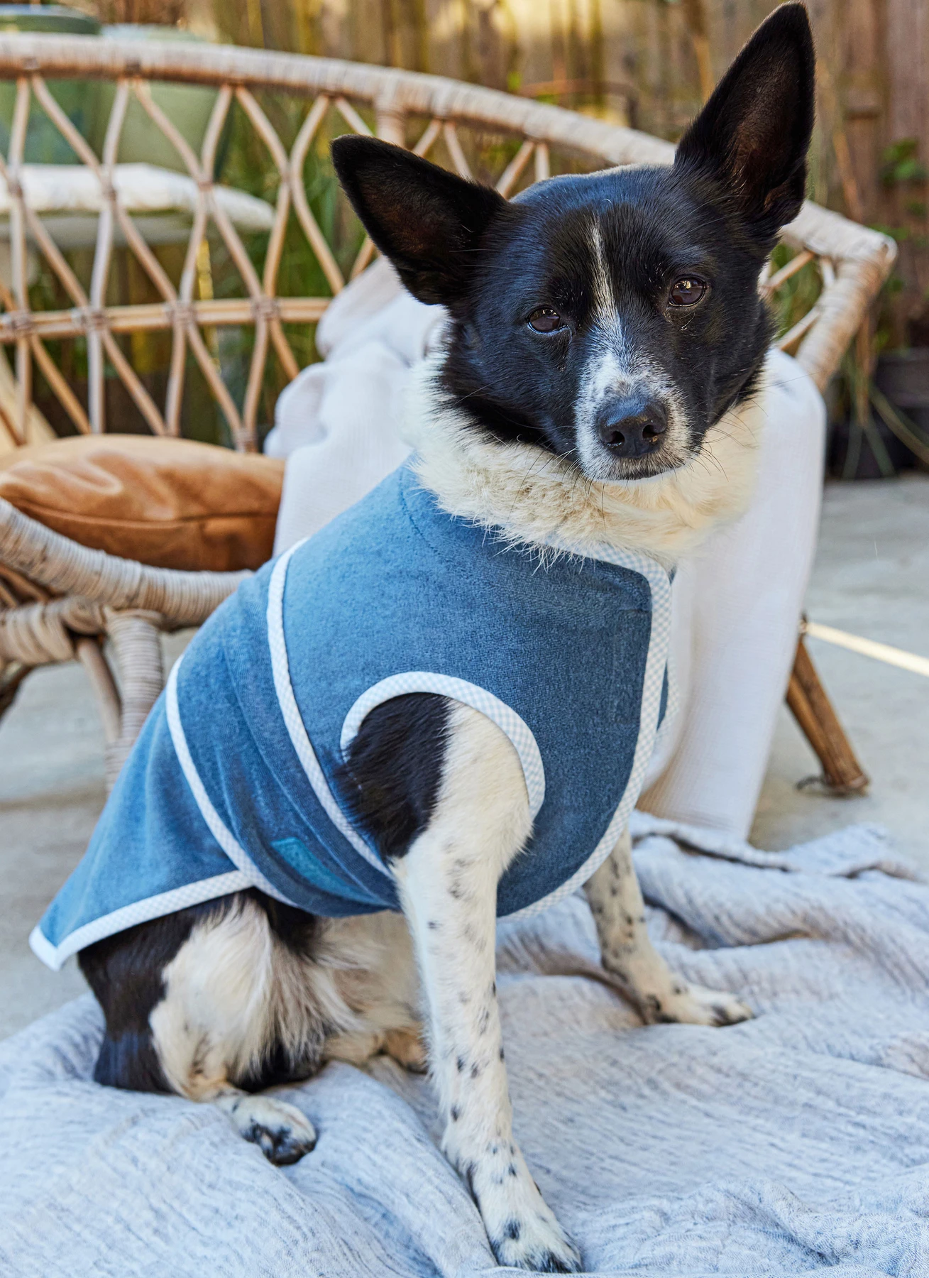 Burda Style Sewing Pattern 5702 Pet Accessories 4 Burda Style Sewing Pattern 5702 Pet Accessories